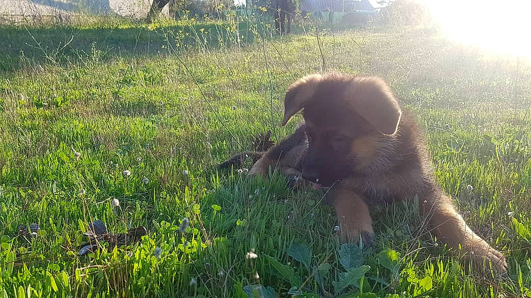 Ragnark a rejoint le concours — aidez-le/la à gagner de superbes lots ! carnivore, companion_dog, dog, dog_breed, fawn, grass, grass_family, grassland, groundcover, herbaceous_plant, landscape, meadow, natural_landscape, people_in_nature, plant, plant_community, prairie, shrub, terrestrial_animal, working_animal