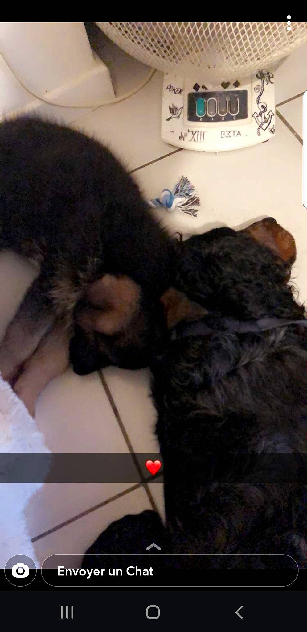 Hélios a rejoint le concours — aidez-le/la à gagner de superbes lots ! canidae, carnivore, claw, comfort, companion_dog, corded_phone, dog_breed, felidae, fur, gesture, hug, nap, paw, selfie, small_to_medium_sized_cats, snout, sporting_group, tail, telephone, whiskers