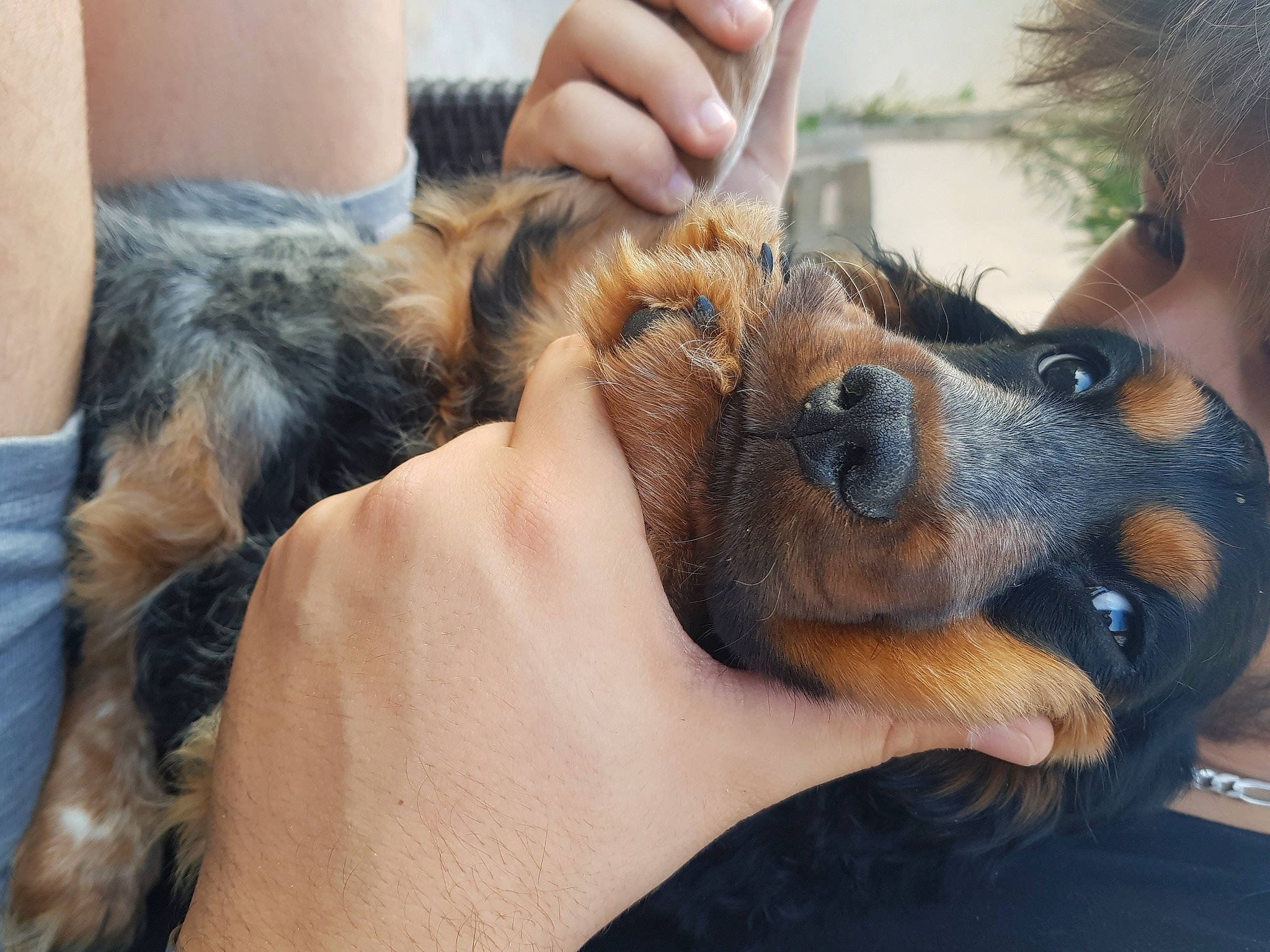 Hélios a rejoint le concours — aidez-le/la à gagner de superbes lots ! canidae, carnivore, companion_dog, dog, dog_breed, ear, eyelash, eyewear, fawn, finger, fur, gesture, hand, liver, nail, snout, sporting_group, sunglasses, toy_dog, working_animal