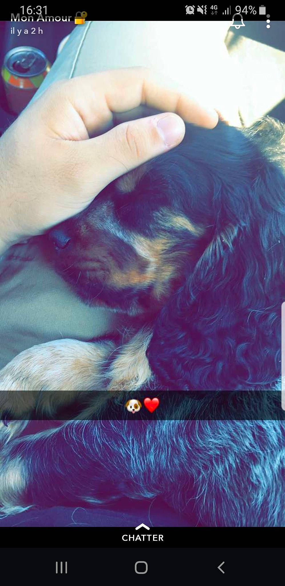 Hélios participe au concours pour gagner de l'argent avec cette photo : canidae, carnivore, companion_dog, dog, dog_breed, ear, electric_blue, fawn, finger, gesture, liver, long_hair, nail, snout, sporting_group, tail, textile, thumb, whiskers, wrist