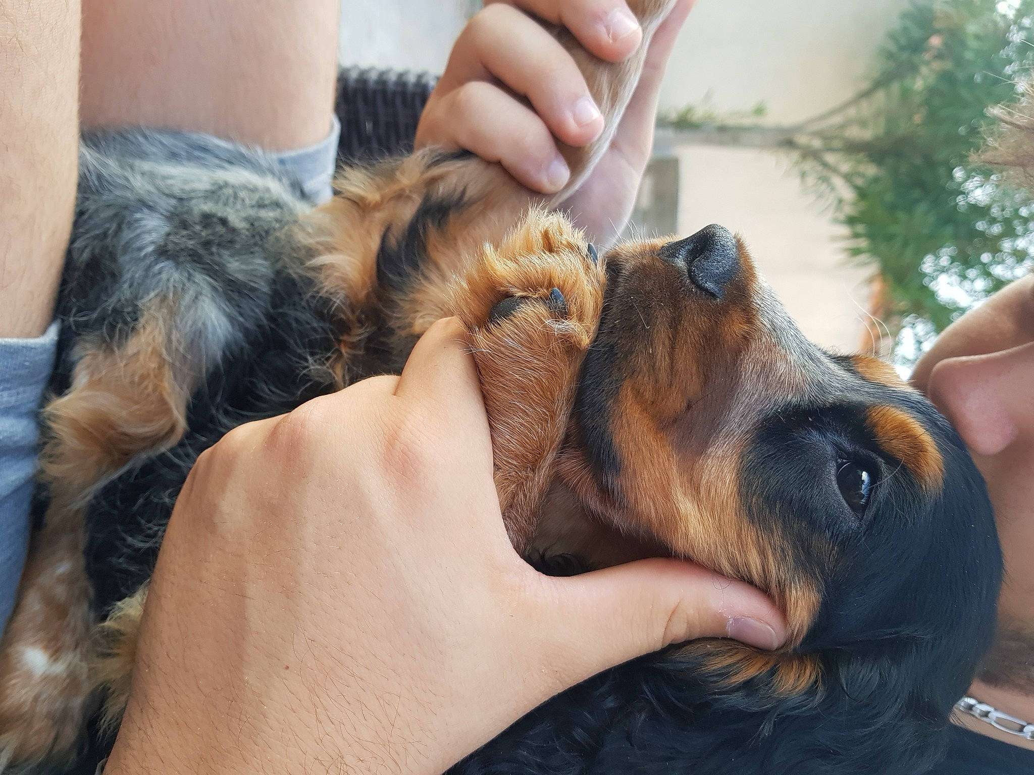 Hélios participe au concours pour gagner de l'argent avec cette photo : canidae, carnivore, companion_dog, dog, dog_breed, ear, eyelash, fawn, finger, fur, gesture, hand, liver, long_hair, nail, snout, sporting_group, sunglasses, whiskers, working_animal