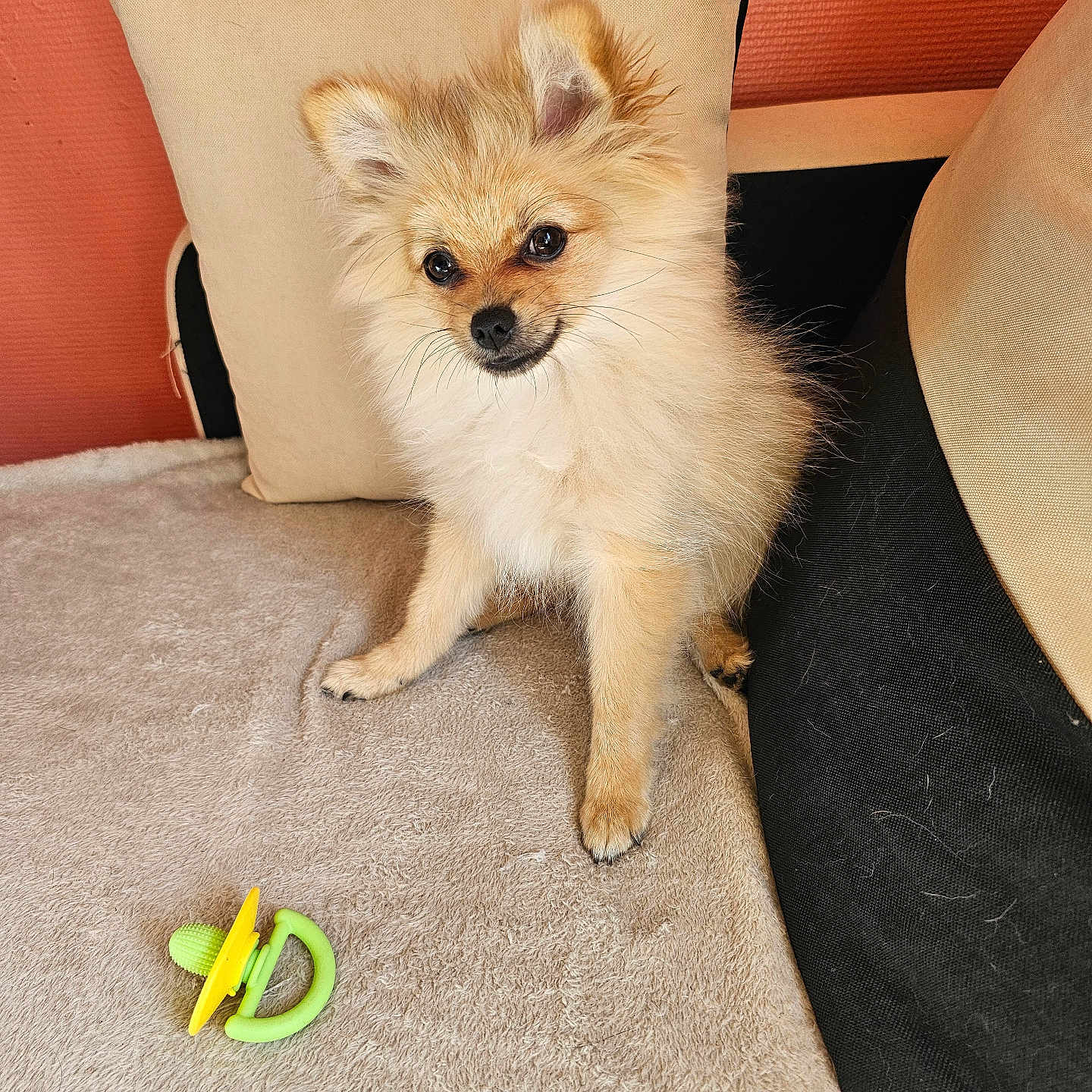 Perle participe au concours pour gagner de l'argent avec cette photo : animal, beige, blanket, companion, cozy, curious, cute, dog, domestic, fluffy, furry, indoor, orange_wall, pet, pillow, puppy, sitting, small_dog, toy, young