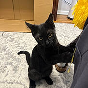Koko joined the competition — help win amazing prizes! black_cat, kitten, carpet, indoor, curious, pet, animal, furniture, cardboard_box, yellow_tassel, wooden_floor, human_leg, clothing, paw, tail, eyes, whiskers, playful, domestic, cute