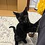 black_cat, kitten, carpet, indoor, curious, pet, animal, furniture, cardboard_box, yellow_tassel, wooden_floor, human_leg, clothing, paw, tail, eyes, whiskers, playful, domestic, cute