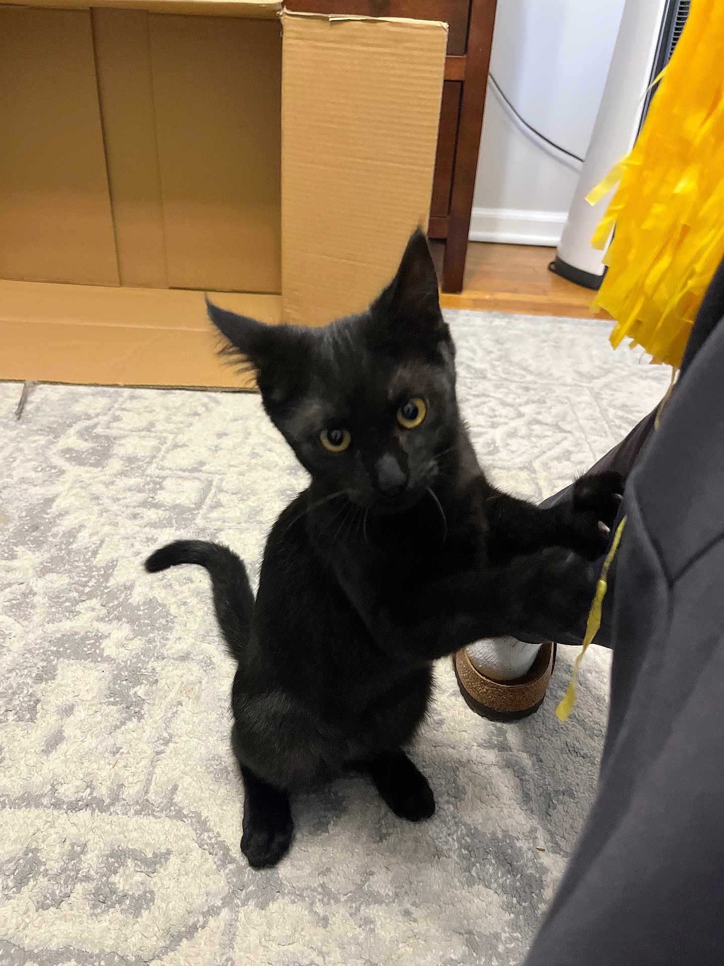 Koko joined the competition — help win amazing prizes! black_cat, kitten, carpet, indoor, curious, pet, animal, furniture, cardboard_box, yellow_tassel, wooden_floor, human_leg, clothing, paw, tail, eyes, whiskers, playful, domestic, cute