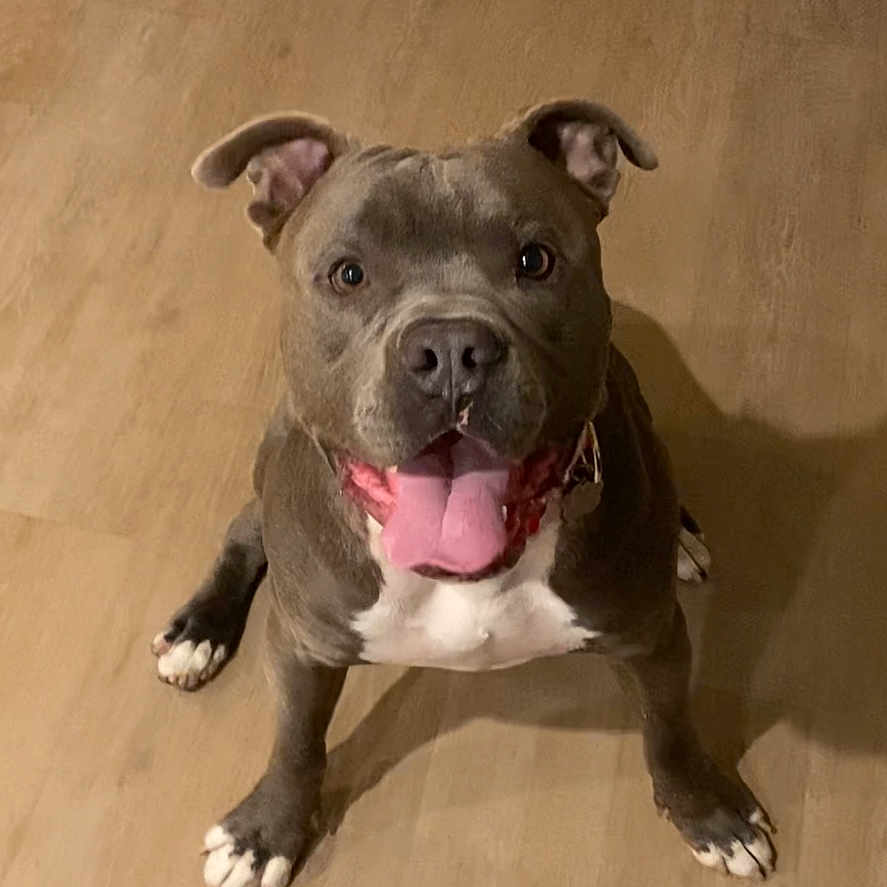 Blue is registered to the contest to win money with this photo: animal, brown_floor, canine, collar, dog, domestic_animal, ears_up, floor, four_legs, friendly, happy, indoor, looking_up, mammal, pet, pitbull, playful, sitting, tongue_out, white_paws