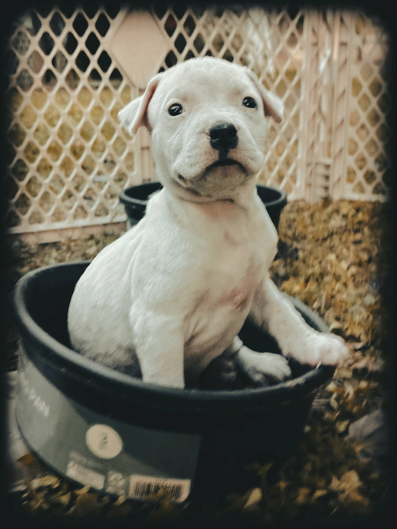 Mookie is registered to the contest to win money with this photo: bowl, canidae, carnivore, companion_dog, dog, dog_breed, dog_supply, fawn, fence, monochrome_photography, pet_supply, puppy, recipe, serveware, snout, sporting_group, terrestrial_animal, toy, whiskers, working_animal