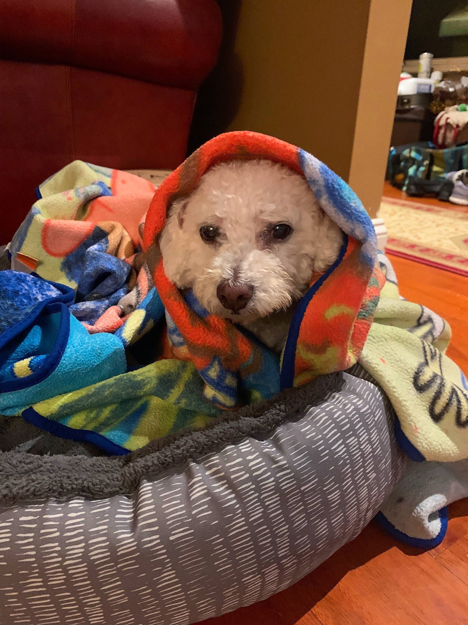 Teddy Bear joined the competition — help win amazing prizes! canidae, carnivore, cavachon, companion_dog, dog, dog_breed, dog_clothes, morkie, non_sporting_group, puppy, puppy_love, schnoodle, toy_dog, toy_poodle
