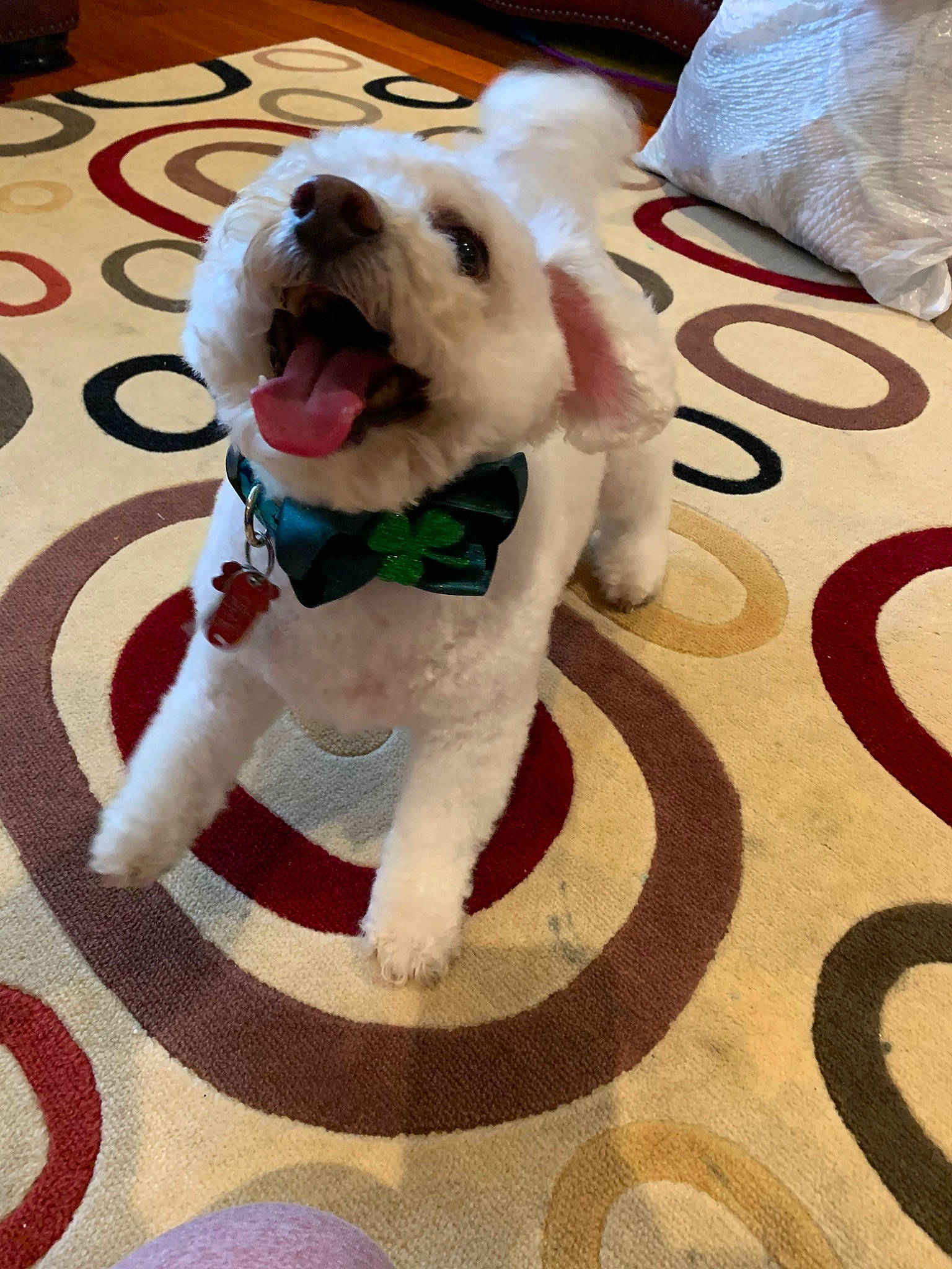 Teddy Bear is registered to the contest to win money with this photo: canidae, carnivore, companion_dog, dog, dog_breed, dog_clothes, dog_toy, floor, flooring, mammal, non_sporting_group, puppy, puppy_love, rare_breed_dog, sporting_group, vertebrate