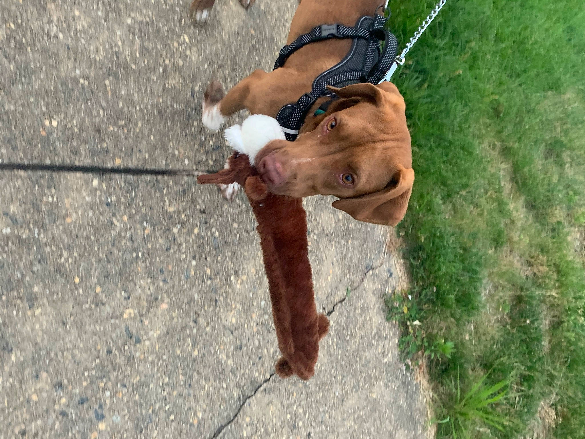 Champion is registered to the contest to win money with this photo: adventure, canidae, dog, fawn, leash