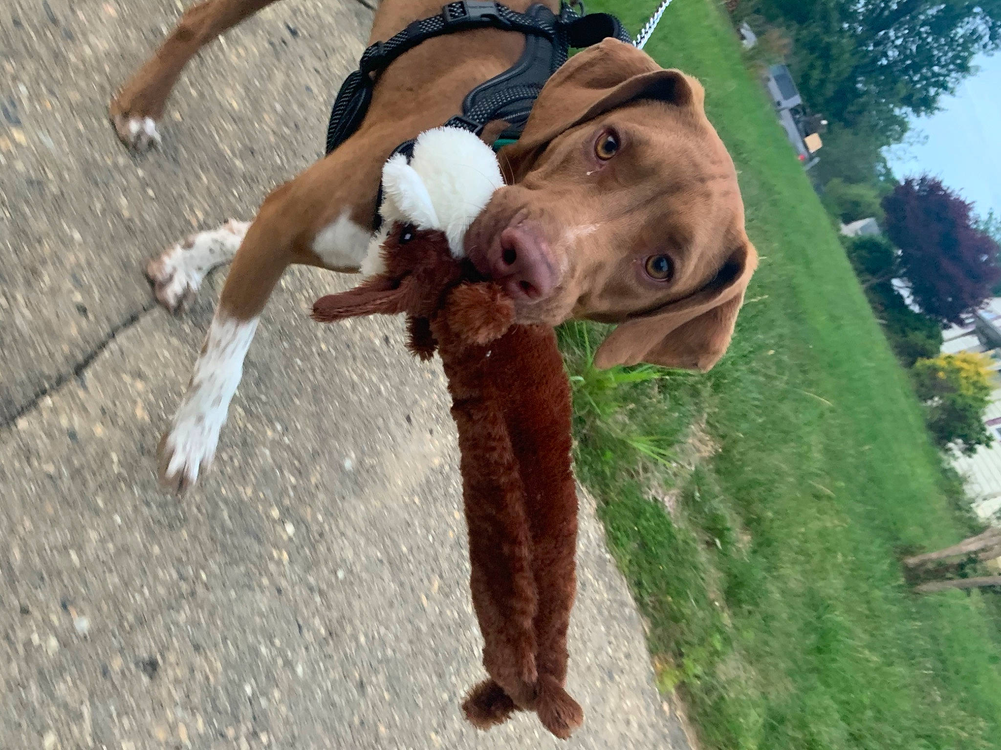 Champion is registered to the contest to win money with this photo: american_pit_bull_terrier, american_staffordshire_terrier, canidae, carnivore, dog, dog_breed, fawn, hunting_dog, non_sporting_group, pit_bull, pointing_breed, snout, sporting_group, vizsla, weimaraner
