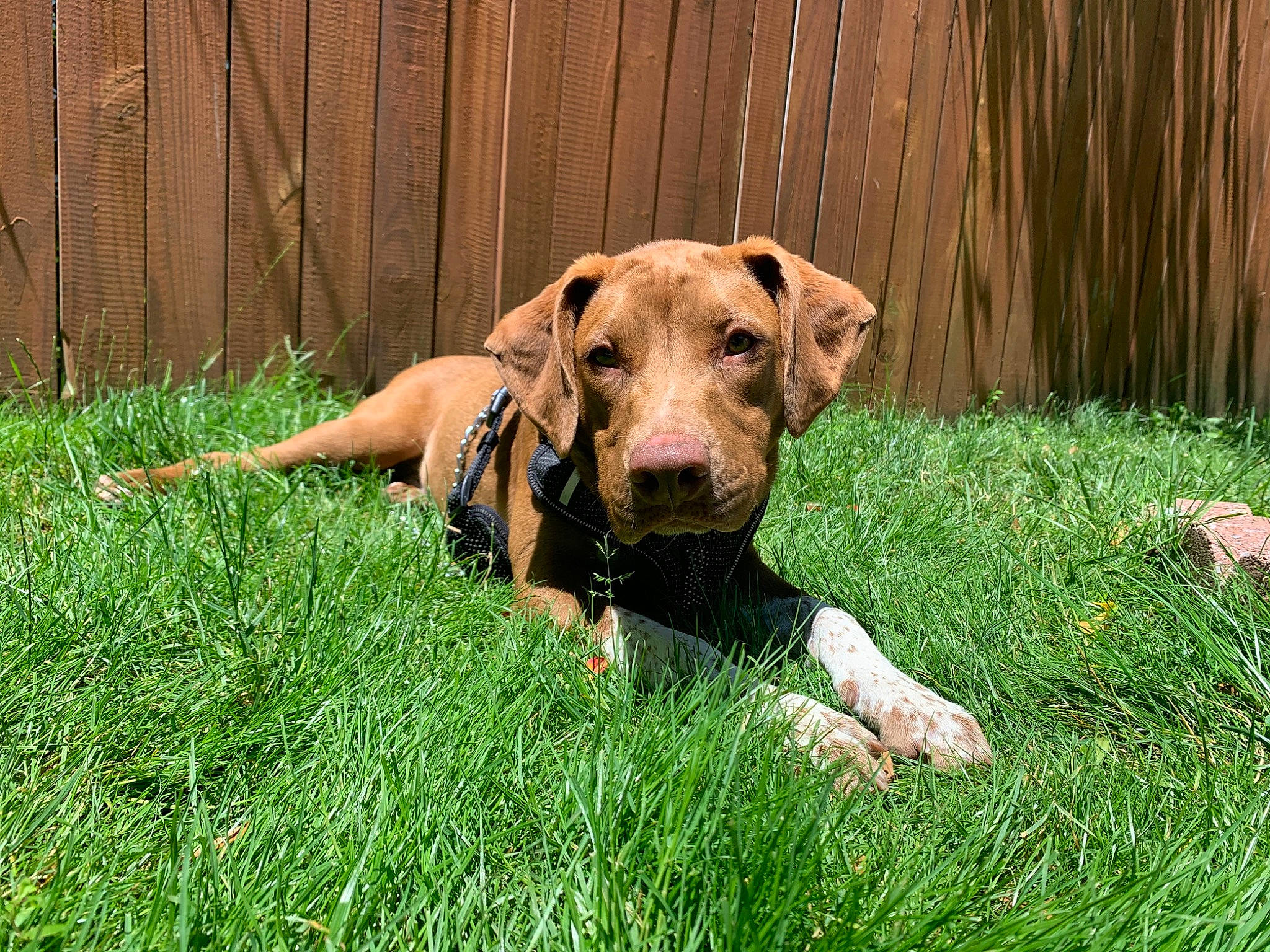 Champion is registered to the contest to win money with this photo: canidae, carnivore, chesapeake_bay_retriever, dog, dog_breed, fawn, grass, hunting_dog, labrador_retriever, mammal, mountain_cur, plant, snout, sporting_group, vertebrate