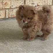 Bailey joined the competition — help win amazing prizes! puppy, dog, brown, fluffy, cute, pet, animal, standing, concrete, brick_wall, small, fur, adorable, outdoor, young, canine, looking, portrait, domestic_animal, curious
