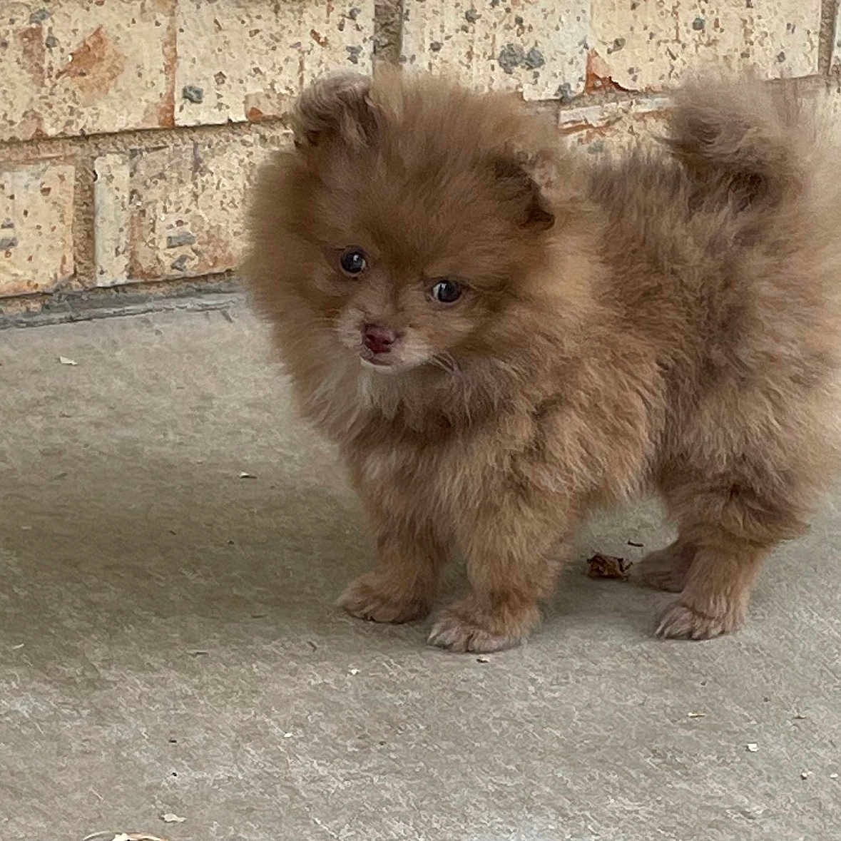 Bailey joined the competition — help win amazing prizes! adorable, animal, brick_wall, brown, canine, concrete, curious, cute, dog, domestic_animal, fluffy, fur, looking, outdoor, pet, portrait, puppy, small, standing, young