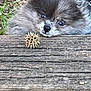 puppy, dog, animal, pet, fur, curious, outdoor, wood, nature, seed_pod, closeup, brown, adorable, young, cute, face, eyes, snout, grass, texture