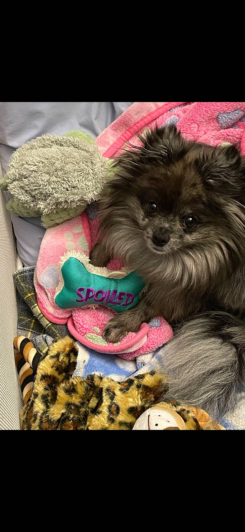 Stormy joined the competition — help win amazing prizes! canidae, carnivore, companion_dog, dog, dog_breed, dog_supply, fashion_accessory, fawn, felidae, font, fur, liver, pattern, small_terrier, snout, sporting_group, stuffed_toy, toy_dog, whiskers, working_animal