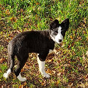 Aika participe au concours pour gagner de l'argent avec cette photo : puppy, dog, black_and_white, grass, leaves, outdoor, animal, pet, curious, standing, nature, young, canine, sunlight, ears, snout, fur, alert, playful, background