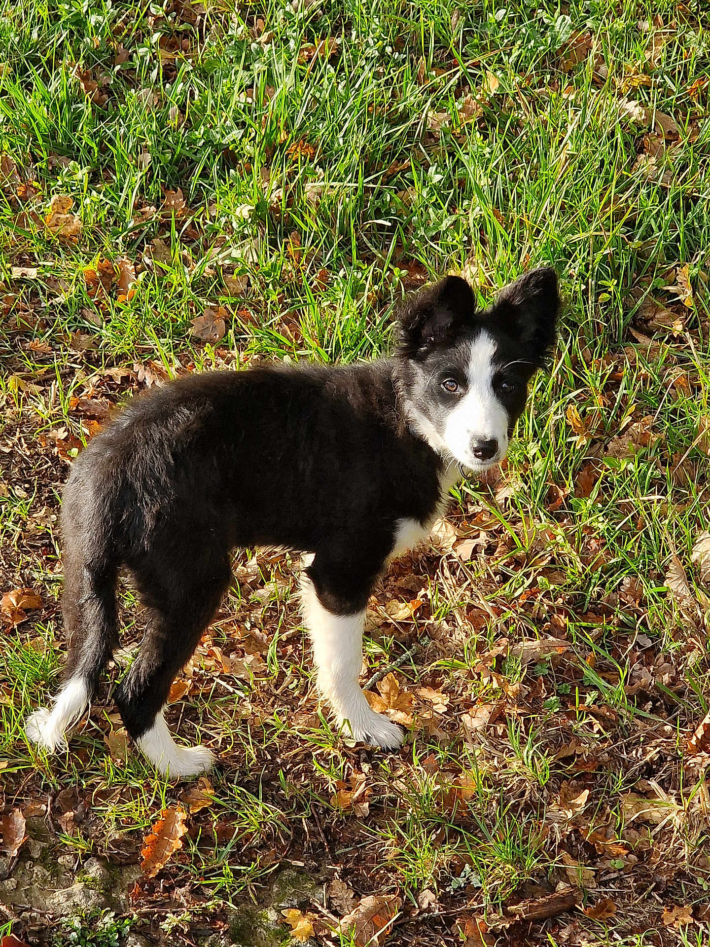 Aika participe au concours pour gagner de l'argent avec cette photo : puppy, dog, black_and_white, grass, leaves, outdoor, animal, pet, curious, standing, nature, young, canine, sunlight, ears, snout, fur, alert, playful, background