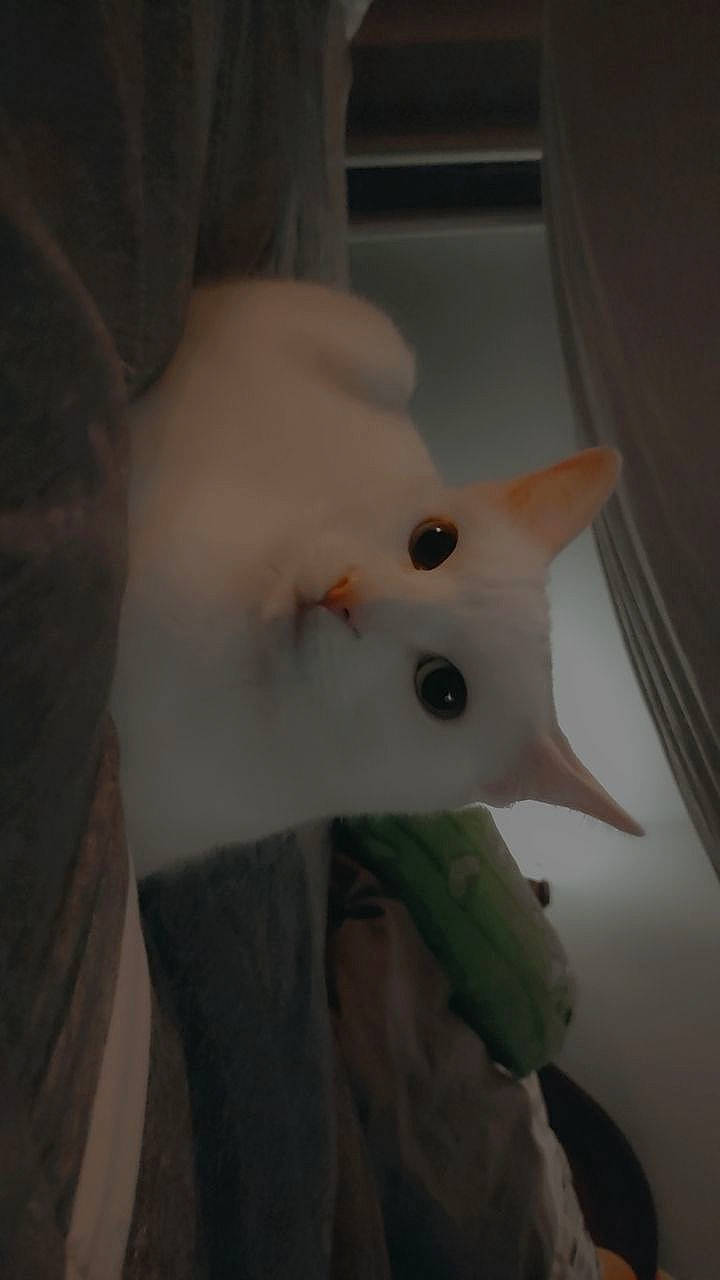 Marie is registered to the contest to win money with this photo: ear, eye, felidae, fur, head, room, small_to_medium_sized_cats, snout, tail, toy, whiskers, wood