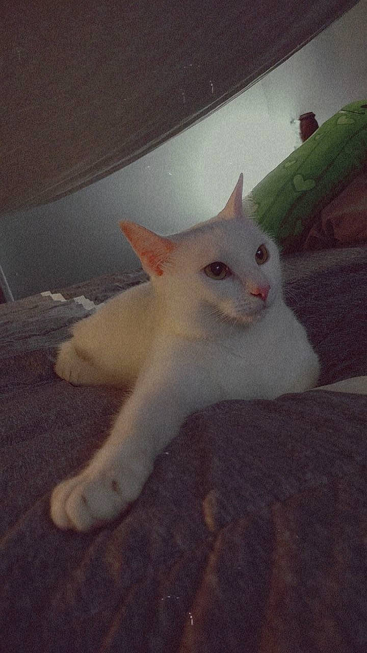 Marie joined the competition — help win amazing prizes! carnivore, cat, domestic_short_haired_cat, ear, eye, fawn, felidae, fur, paw, small_to_medium_sized_cats, tail, terrestrial_animal, whiskers