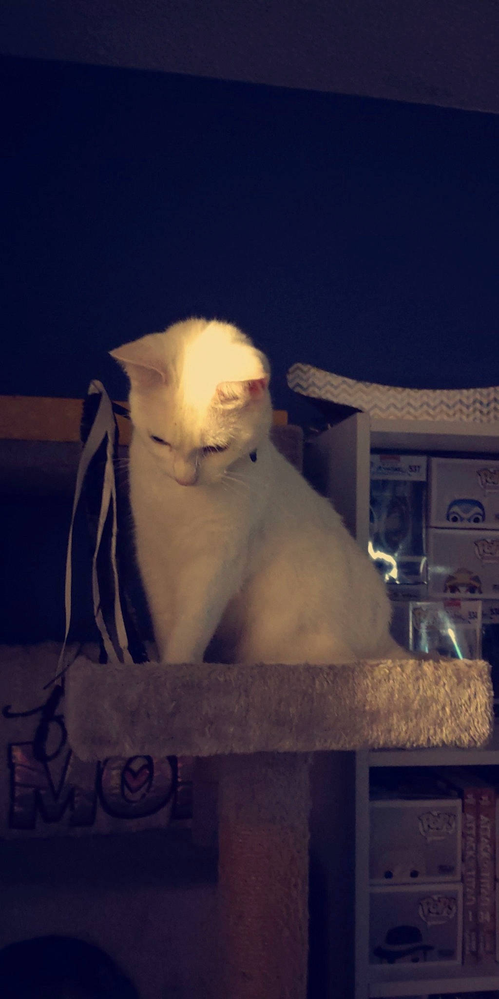 Marie joined the competition — help win amazing prizes! carnivore, cat, cloud, darkness, fawn, felidae, freezing, fur, gas, metal, rectangle, sculpture, sky, small_to_medium_sized_cats, snout, snow, tail, terrestrial_animal, whiskers, winter