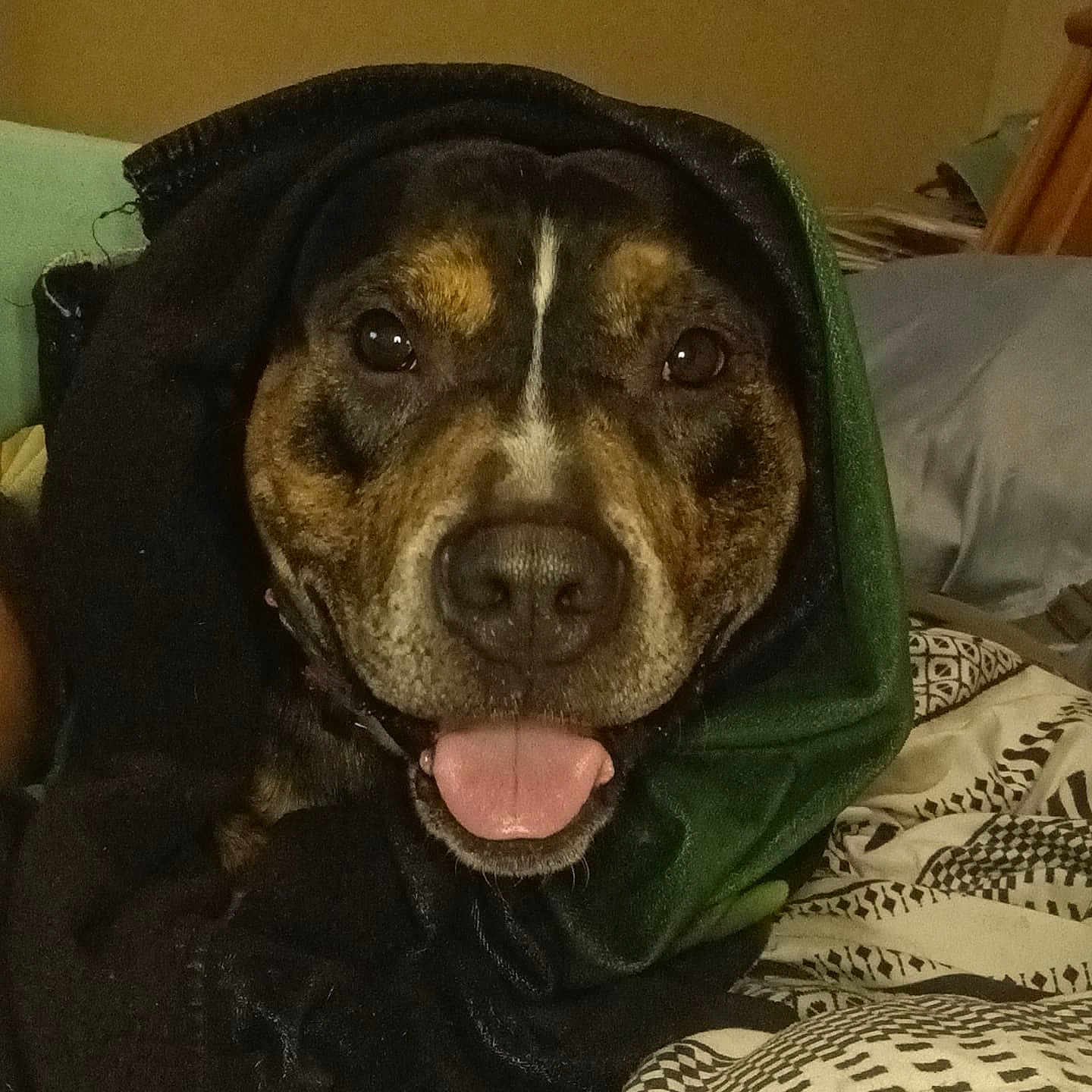 King joined the competition — help win amazing prizes! animal, blanket, canine, clothing, coat, dog, face, head, hood, hoodie, hound, jacket, knitwear, person, pet, photography, portrait, puppy, sweater, sweatshirt