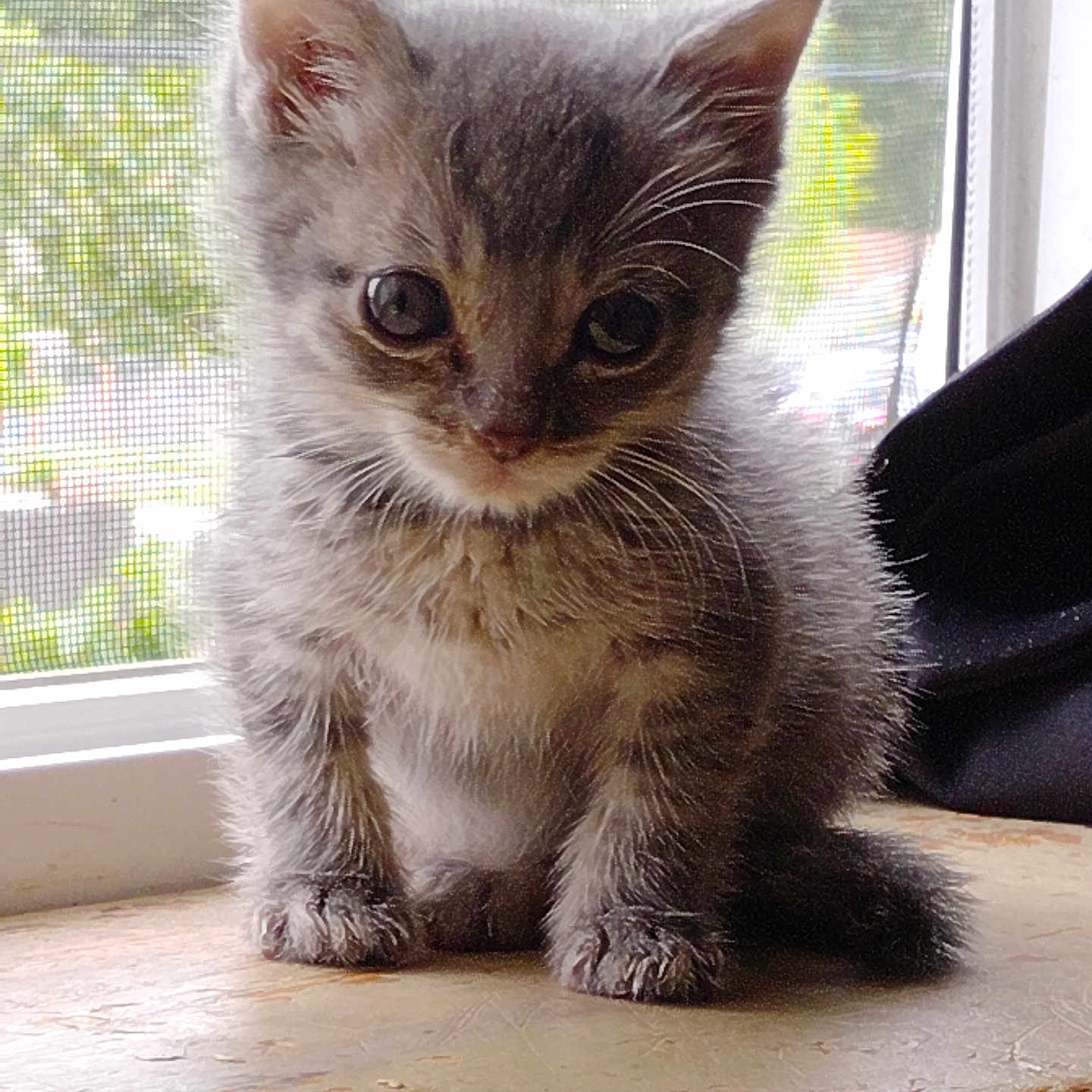 Oliver Jr joined the competition — help win amazing prizes! animal, cat, closeup, curious, cute, daylight, ears, furry, gray, indoor, kitten, pet, portrait, sitting, small, soft_light, whiskers, window, windowsill, young