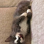 Cecilia joined the competition — help win amazing prizes! cat, kitten, gray_and_white, fluffy, sleeping, lounging, upside_down, couch, cushion, indoor, pet, feline, whiskers, green_eyes, paws, belly, relaxed, cozy, portrait, cute