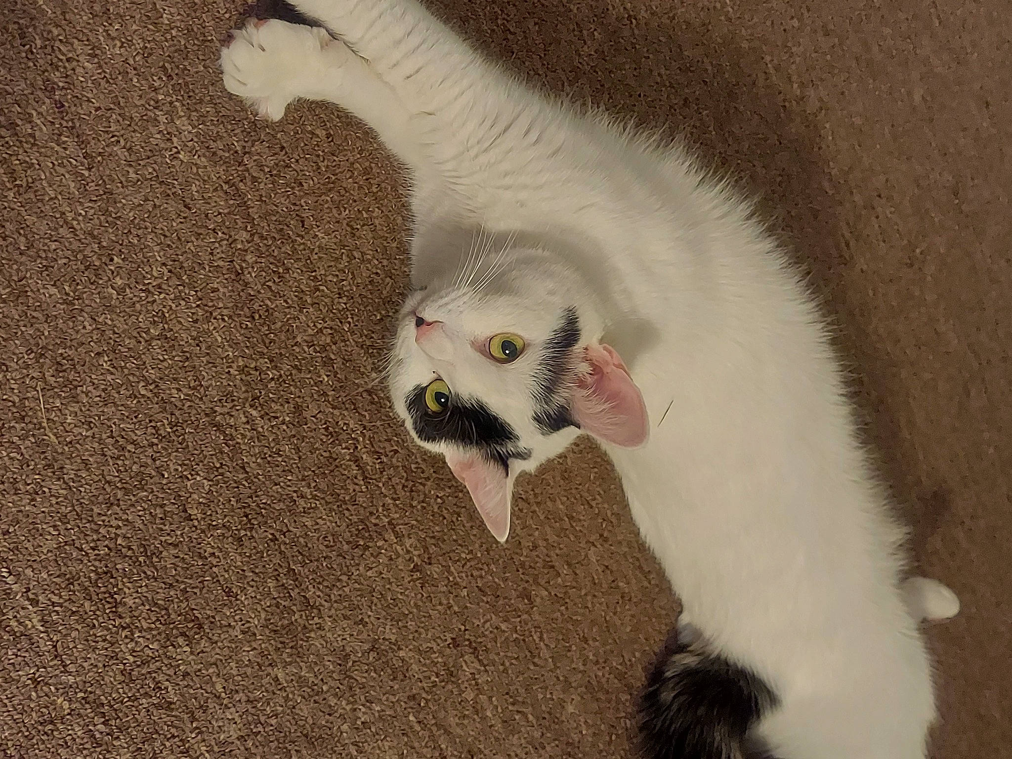 Bellaboo is registered to the contest to win money with this photo: art, carnivore, cat, claw, domestic_short_haired_cat, fawn, felidae, fur, paw, photo_caption, sand, small_to_medium_sized_cats, snout, tail, terrestrial_animal, whiskers