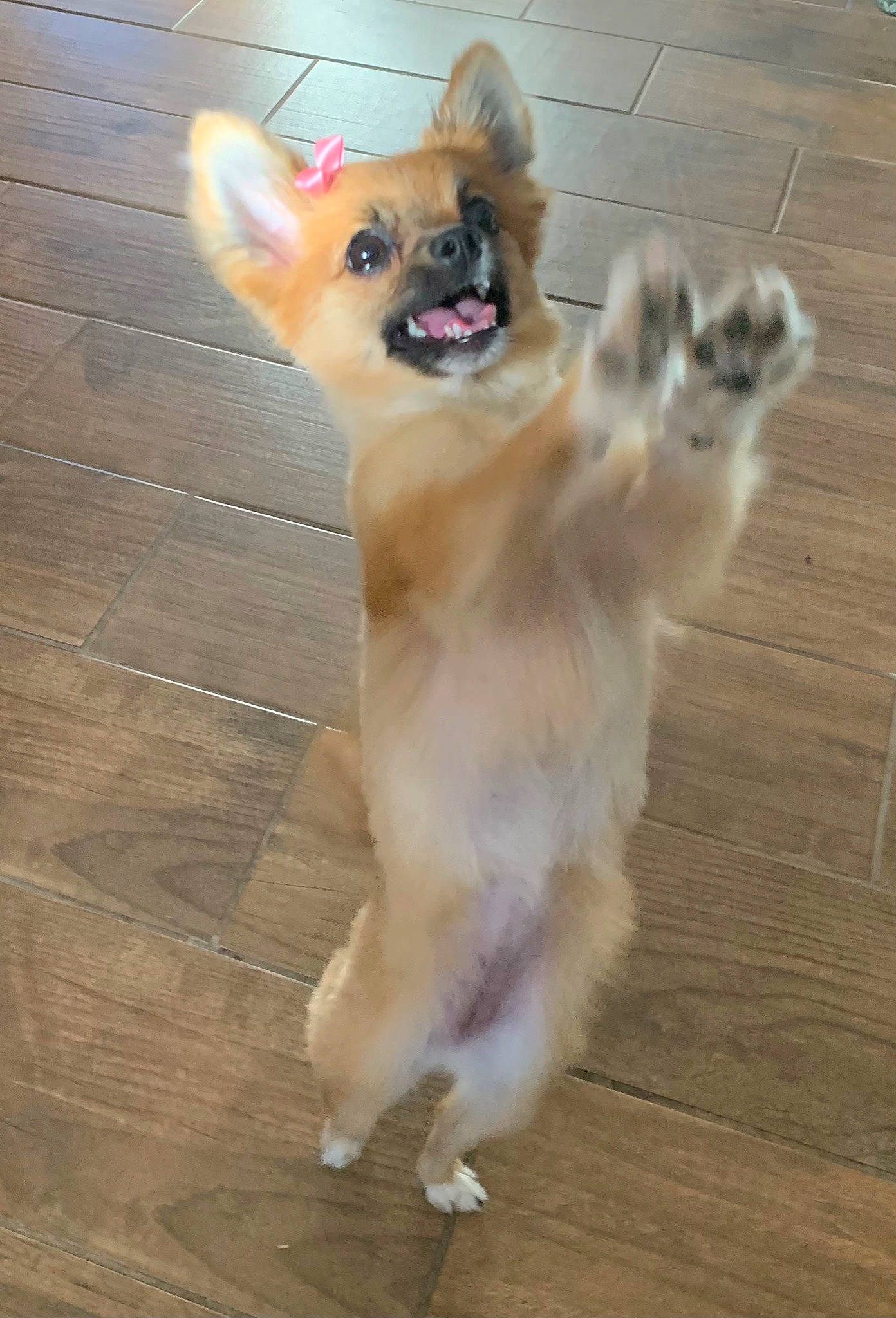 Bella is registered to the contest to win money with this photo: carnivore, chihuahua, companion_dog, dog, dog_breed, dog_supply, fawn, felidae, floor, flooring, hardwood, paw, small_to_medium_sized_cats, snout, sporting_group, tail, toy_dog, whiskers, wood, wood_stain