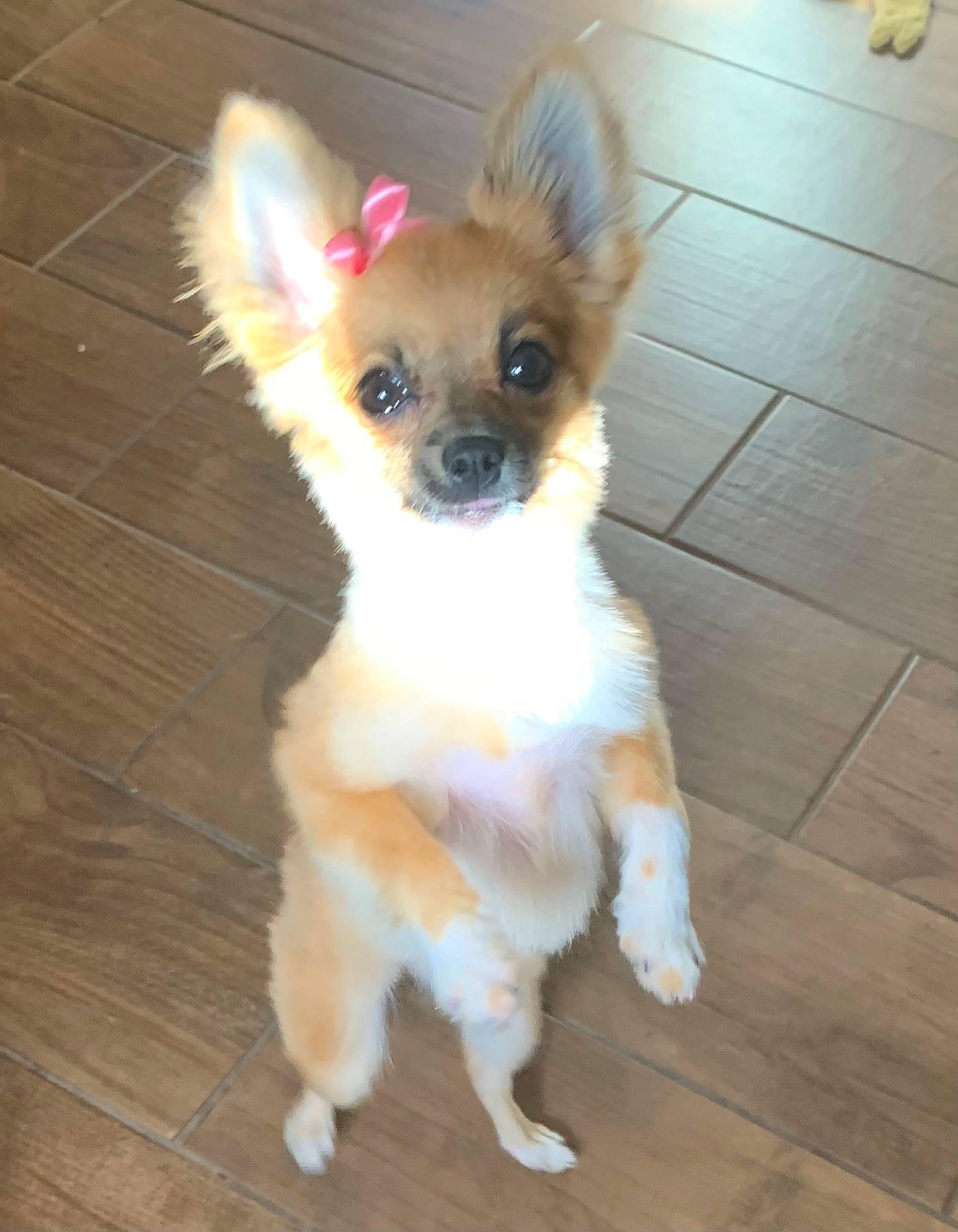 Bella is registered to the contest to win money with this photo: carnivore, chihuahua, companion_dog, dog, dog_breed, dog_supply, fawn, flooring, fur, hardwood, plank, snout, sporting_group, tail, toy_dog, varnish, whiskers, wood, wood_stain, working_animal