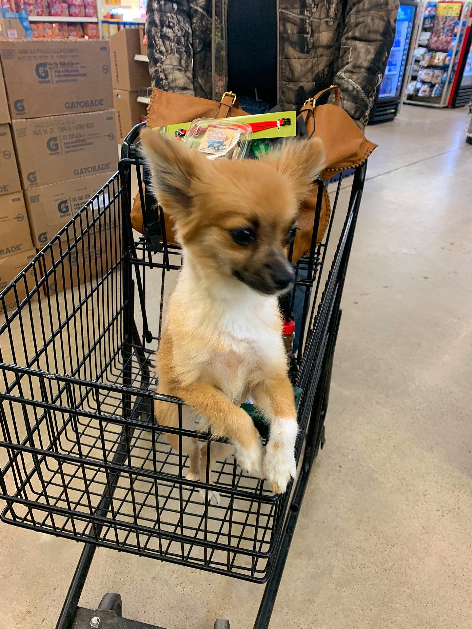 Bella is registered to the contest to win money with this photo: canidae, carnivore, chihuahua, collar, companion_dog, dog, dog_breed, dog_crate, dog_supply, fashion_accessory, fawn, flooring, fur, pet_supply, retail, snout, sporting_group, toy_dog, whiskers, working_animal