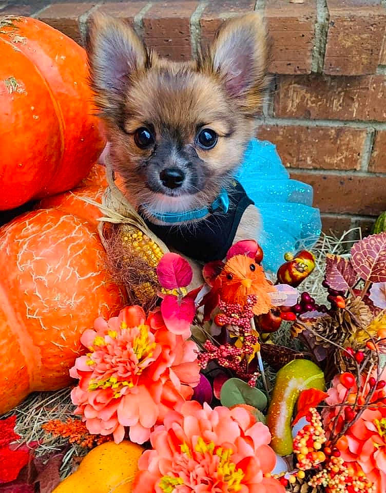 Bella is registered to the contest to win money with this photo: calabaza, carnivore, chihuahua, companion_dog, dog, dog_breed, dog_supply, fawn, flower, gourd, grass, natural_foods, orange, petal, plant, pumpkin, snout, toy_dog, vegetable, whiskers