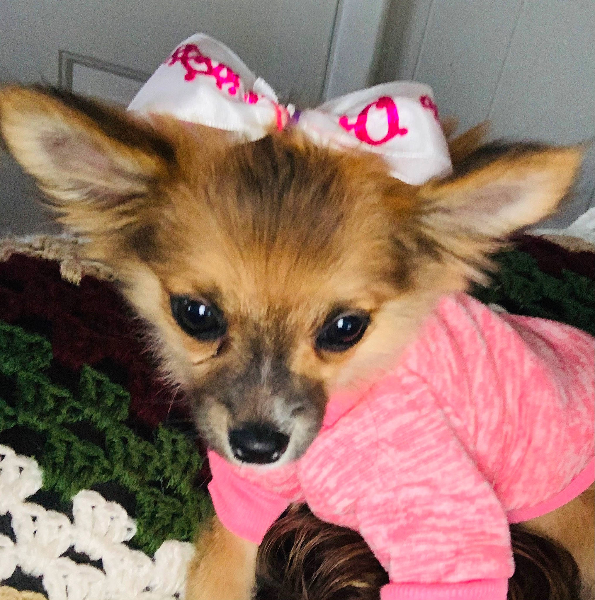 Bella is registered to the contest to win money with this photo: canidae, carnivore, companion_dog, dog, dog_breed, dog_supply, fashion_accessory, fawn, fur, german_spitz_klein, german_spitz_mittel, liver, pet_supply, shipping_box, snout, sporting_group, tail, toy_dog, whiskers, working_animal