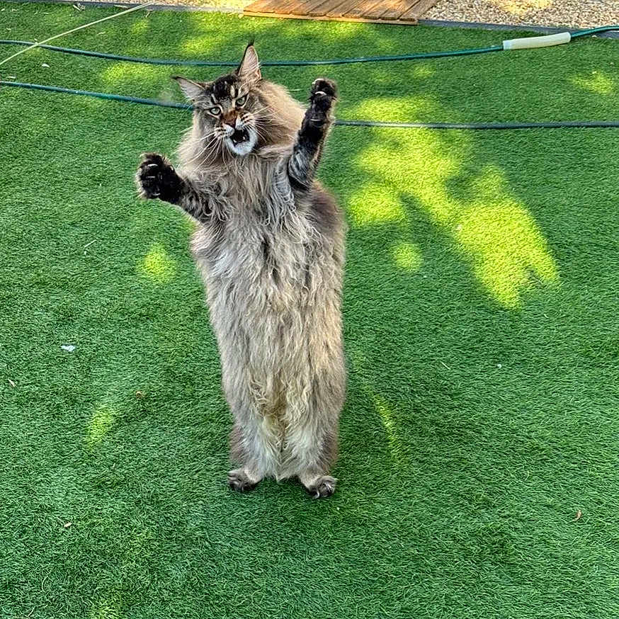 Chewbacca participe au concours pour gagner de l'argent avec cette photo : alert, animal, backyard, cat, cute, feline, fluffy_cat, funny_pose, grass, greenery, long_hair, mammal, nature, outdoor, paws_up, pet, playful, shadow, standing, sunlight