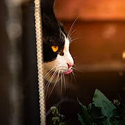 Buster joined the competition — help win amazing prizes! animal, black_and_white_cat, blurred_background, cat, close_up, curious, feline, greenery, nature, outdoor, pet, plants, portrait, profile, side_view, soft_light, tongue, tuxedo_cat, whiskers, yellow_eyes