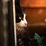animal, black_and_white_cat, blurred_background, cat, close_up, curious, feline, greenery, nature, outdoor, pet, plants, portrait, profile, side_view, soft_light, tongue, tuxedo_cat, whiskers, yellow_eyes
