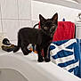 animal, bathroom, bathtub, black_kitten, blue_towel, cat, curious, cute, edge, fur, household, indoor, kitten, pet, red_towel, small, standing, towel, white_tiles, wide_eyes