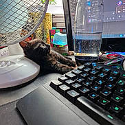 Abysse a rejoint le concours — aidez-le/la à gagner de superbes lots ! black_cat, computer_monitor, curious, desk, electronics, fan, feline, indoor, keyboard, kitten, mousepad, office, pet, plant, reflection, relaxing, small_animal, technology, water_bottle, window