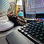 black_cat, computer_monitor, curious, desk, electronics, fan, feline, indoor, keyboard, kitten, mousepad, office, pet, plant, reflection, relaxing, small_animal, technology, water_bottle, window