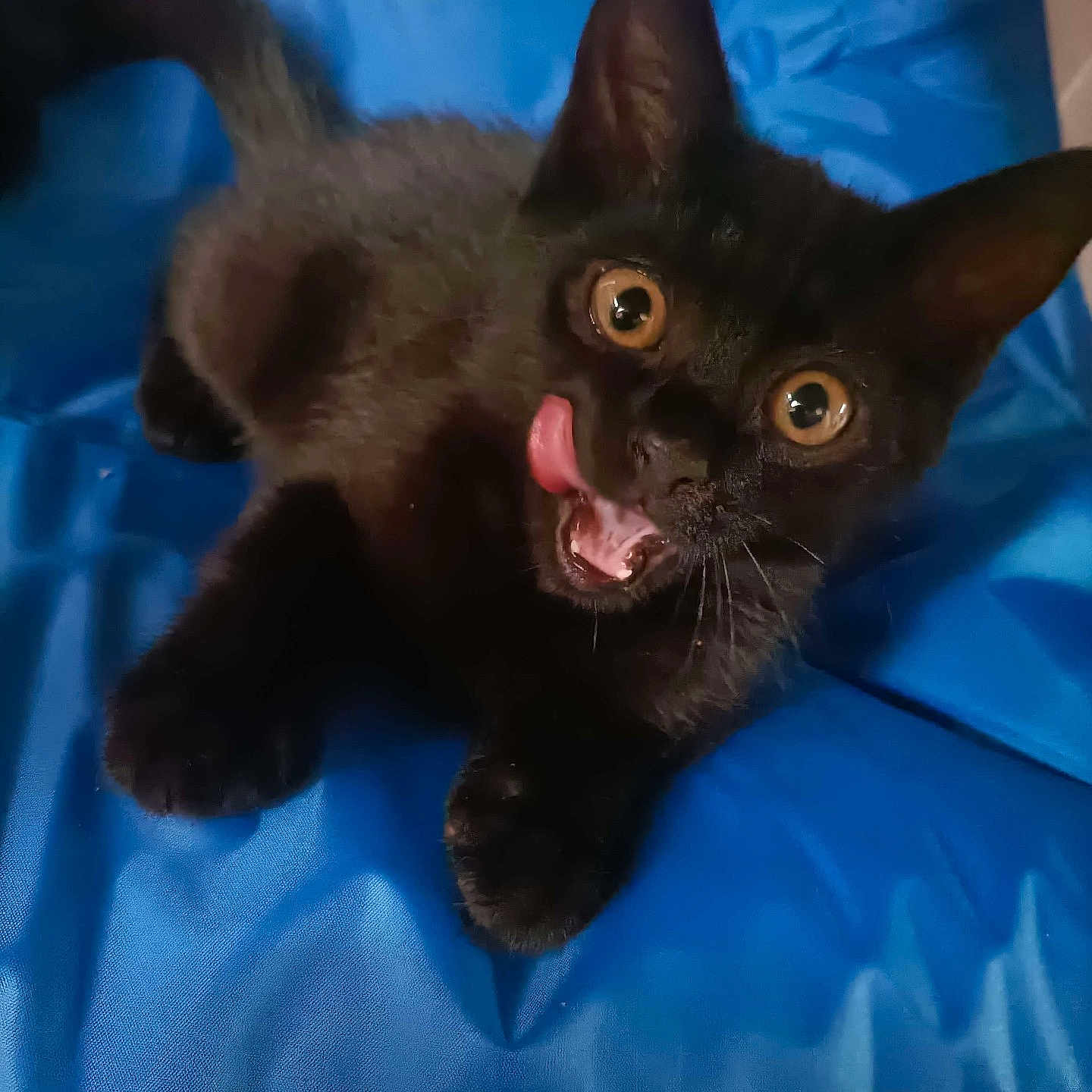 Abysse participe au concours pour gagner de l'argent avec cette photo : alert, animal, black_cat, blue_background, close_up, curious, cute, domestic_cat, ears, feline, fur, indoor, kitten, lying_down, pet, playful, small, tongue_out, whiskers, young_cat