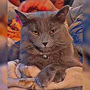 Blue is registered to the contest to win money with this photo: cat, gray_cat, amber_eyes, bell_collar, blanket, cozy, feline, pet, indoor, resting, fur, whiskers, paw, close_up, domestic_animal, relaxed, cute, animal, mammal, portrait