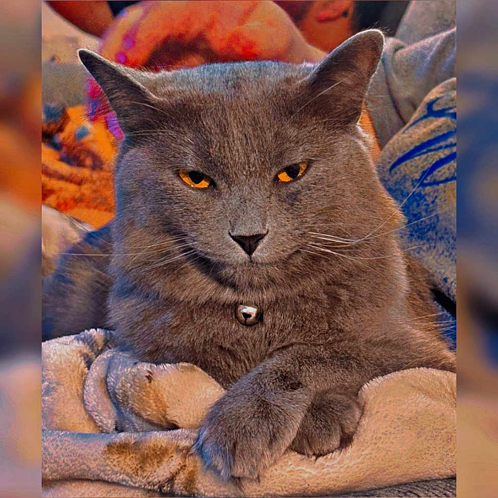 Blue is registered to the contest to win money with this photo: cat, gray_cat, amber_eyes, bell_collar, blanket, cozy, feline, pet, indoor, resting, fur, whiskers, paw, close_up, domestic_animal, relaxed, cute, animal, mammal, portrait