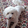 animal, ball, bison, bodypart, canine, cushion, dog, eskimodog, homedecor, mouth, person, pet, poodle, puppy, rug, sport, tennis, terrier, white, whitedog