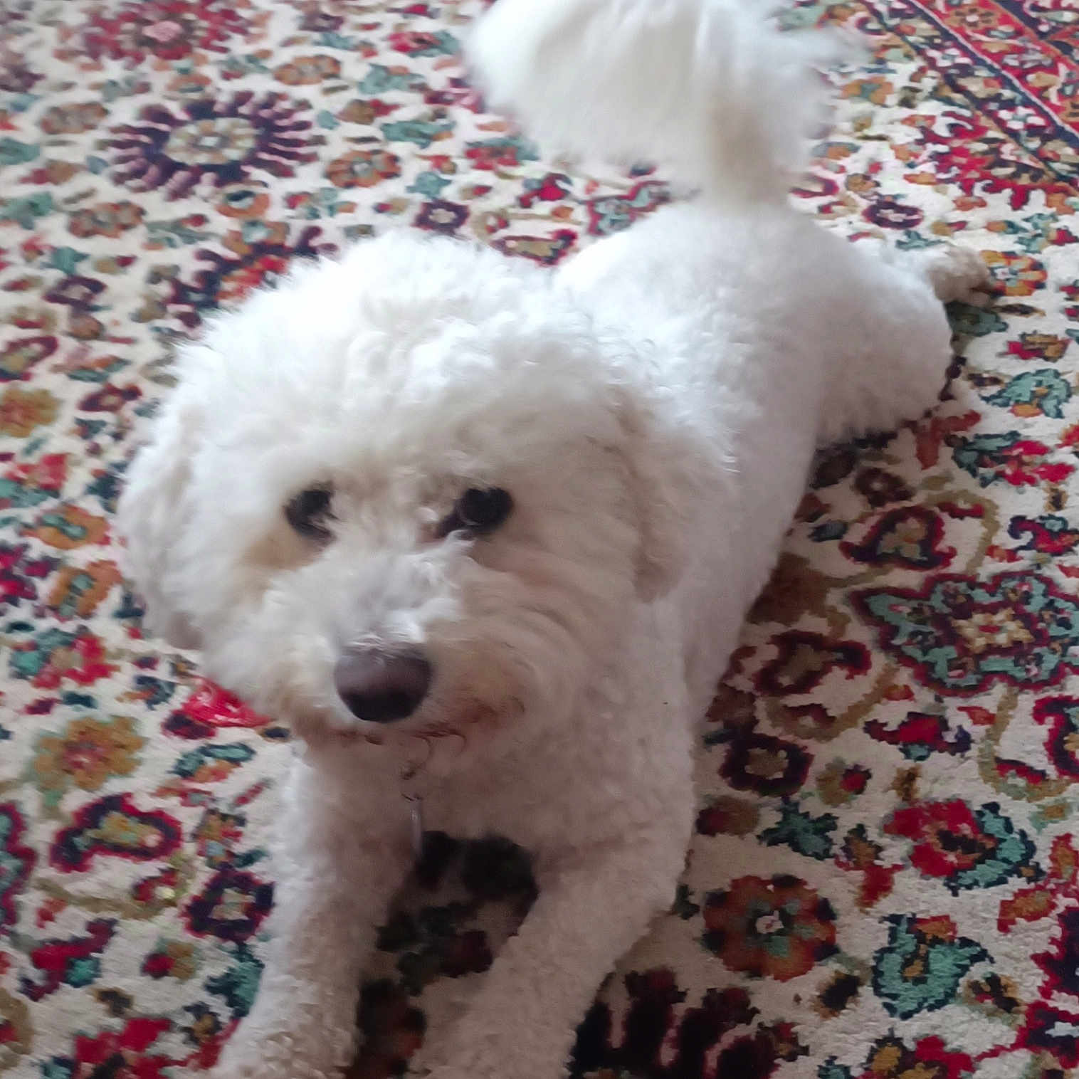 Loulou a rejoint le concours — aidez-le/la à gagner de superbes lots ! animal, ball, bison, bodypart, canine, cushion, dog, eskimodog, homedecor, mouth, person, pet, poodle, puppy, rug, sport, tennis, terrier, white, whitedog