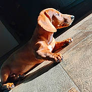 Brownie joined the competition — help win amazing prizes! dog, dachshund, pet, animal, sunlight, floor, tile, paw, fur, indoor, side_view, small_dog, brown, cute, domestic_animal, relaxing, looking_away, shadow, warm_light, calm