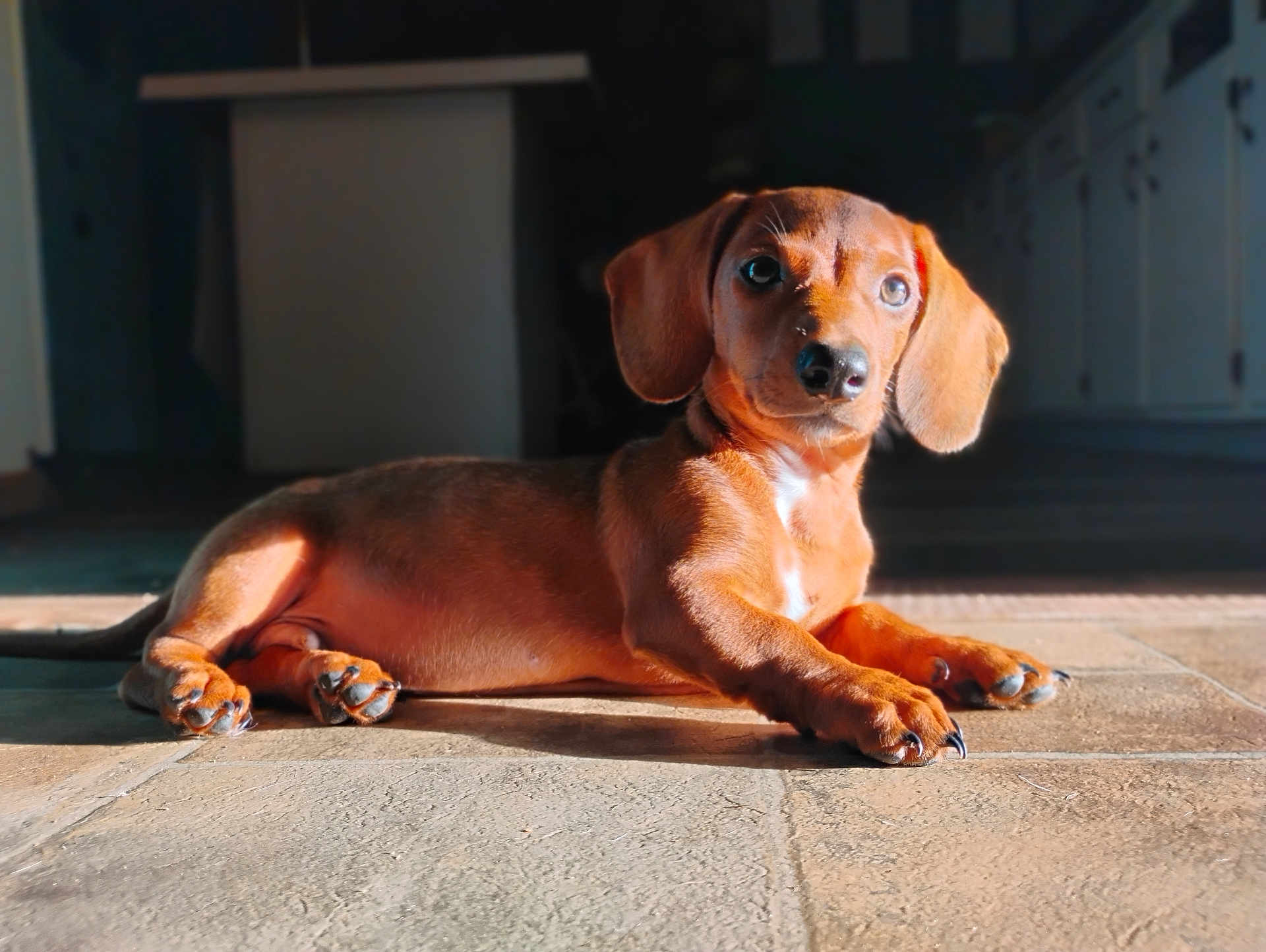 Brownie