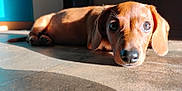 Brownie is registered to the contest to win money with this photo: dog, puppy, dachshund, lying_down, floor, sunlight, shadow, indoor, tile_floor, brown_fur, pet, cute, animal, looking_at_camera, closeup, ears, nose, whiskers, relaxed, portrait