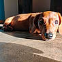dog, puppy, dachshund, lying_down, floor, sunlight, shadow, indoor, tile_floor, brown_fur, pet, cute, animal, looking_at_camera, closeup, ears, nose, whiskers, relaxed, portrait