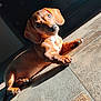Brownie is registered to the contest to win money with this photo: dog, puppy, dachshund, brown_coat, floor, tile, sunlight, laying_down, pet, animal, cute, indoors, canine, small_dog, close_up, looking_at_camera, paw, ears, whiskers, shadow